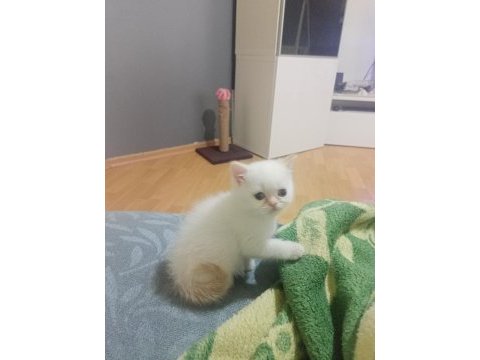 2 aylık red point mavi gözlü exotic shorthair