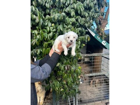 Maltese terrier