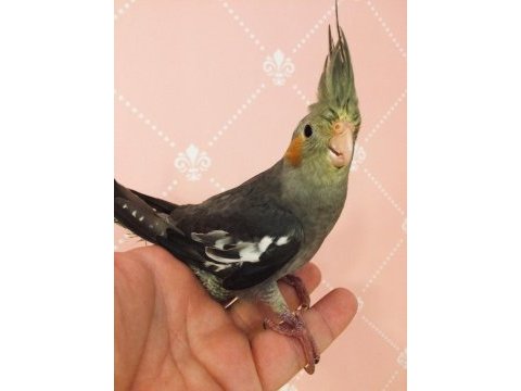 Yeni yeme düşmüş %100 ev üretimi erkek sultan papağanı