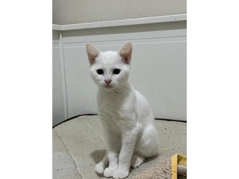 Scottish fold acil yuva aranıyor mama karşılığında