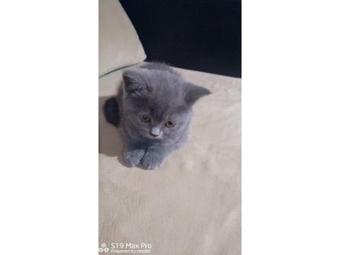 British shorthair ayıcık suratlar