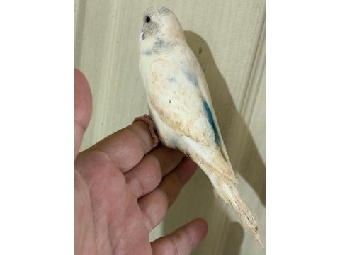 31 günlük konuşturmalık bebek muhabbet kuşu