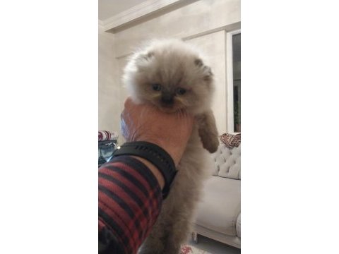 Erkek dişi mevcut çok aa kalite kediler değerinde verilir