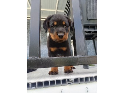 Rottweiler yavrularımız