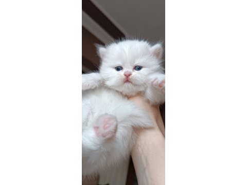 British longhair shorthair yavrular