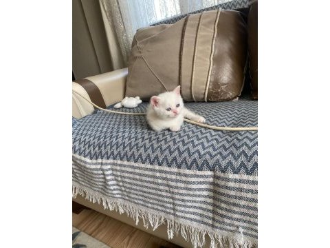İki adet british shorthair 2 aylık yavru