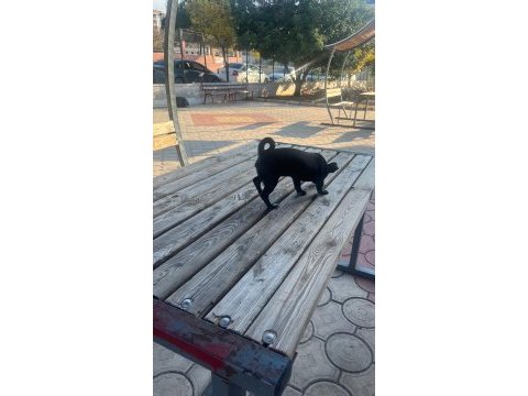 Yavru dişi şivava cinsi köpeğimiz
