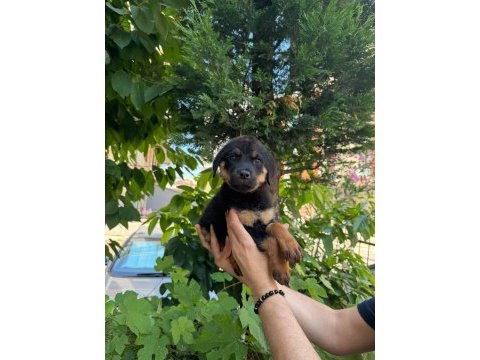 Mağazamızdan macar rottweiler yavruları sizlerle