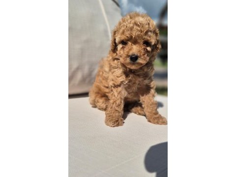 Poodle çıftliğinden red brown toy poodle bebeklerimiz 