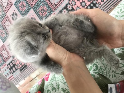 3 aylık yavru scottish fold