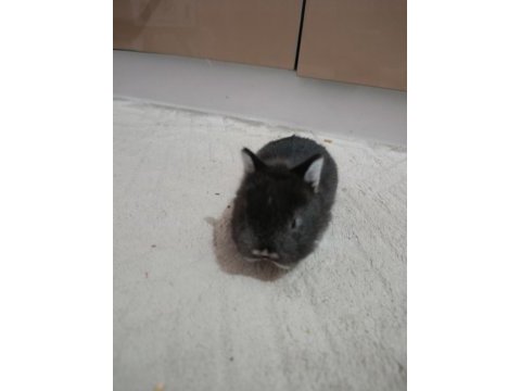 Safkan black otter cüce tavşan yavrular