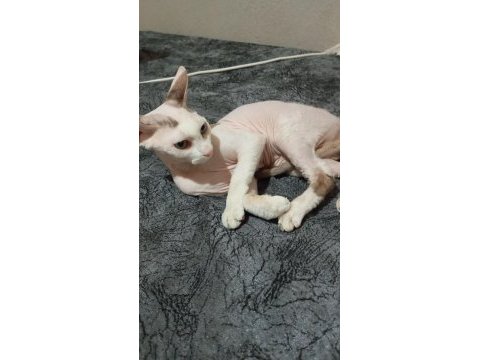 Sphynx kedimiz