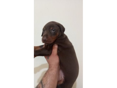 Kaliteli king doberman yavrular