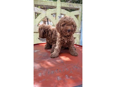 0 ve 1 numara toy poodle bebekler