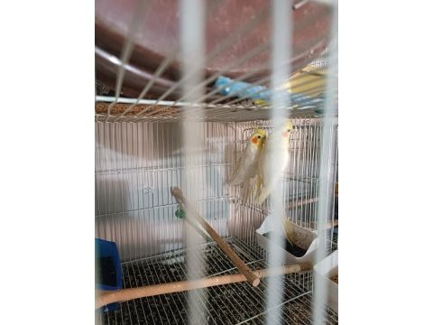 Kuşlar genç ve daha önce yavru alınmıştır