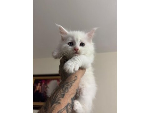 Safkan full scrli beyaz aslan maine coon yavruları
