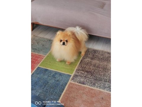 Pomeranian köpeğimiz aslan vizyona girdi