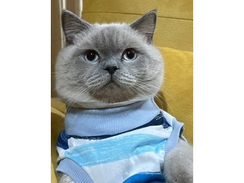Mama karşılığı british shorthair