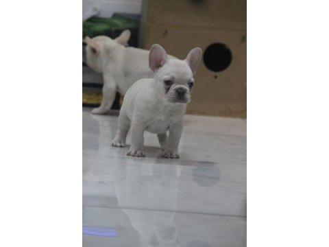 Kaliteli french bulldog yavrular