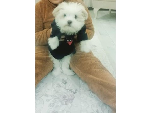 Maltese terrier bakımlı kimlikli aşıları tam