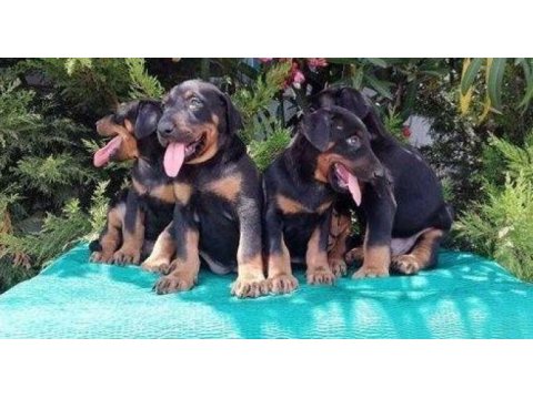 Irk ve sağlık garantili doberman yavrular