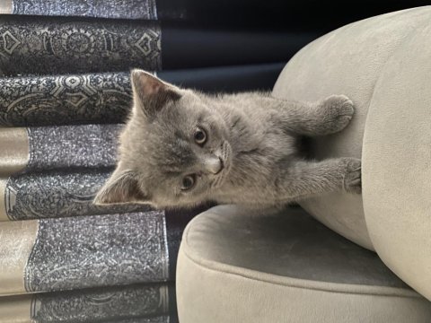 British shorthair yavrular