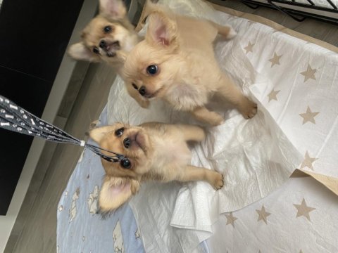 2 dişi 1 erkek şivava bebek