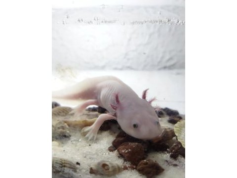 Aksolotl sürüngen