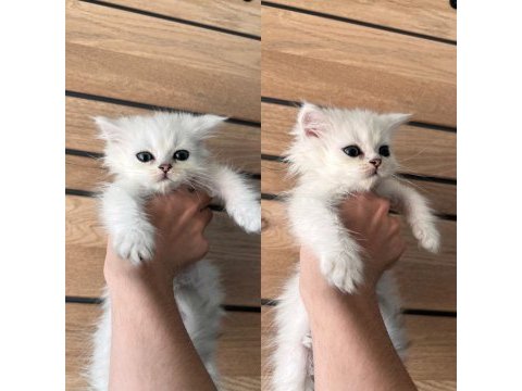 Beyaz dişi british longhair yavrumuz