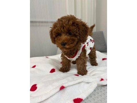 3 aylık poodle