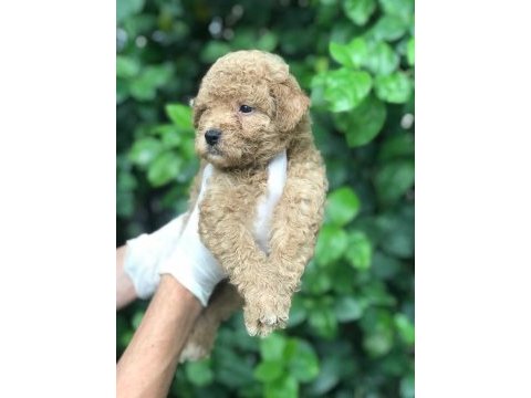 Poodle ayarında maltipoo bebekler