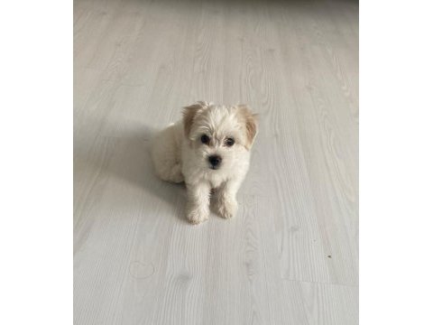 50 günlük dişi 0 numara terrier kuru mama yiyor