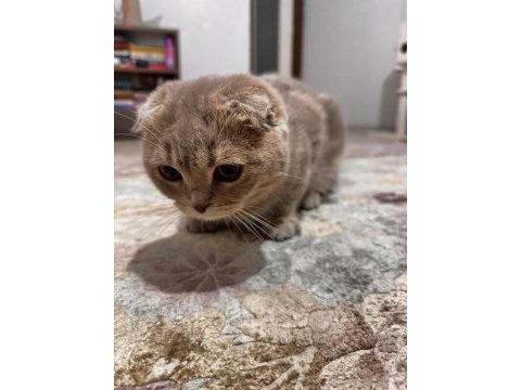 6 aylık erkek scottish fold