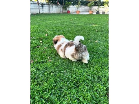 Kore kan shih tzu baby