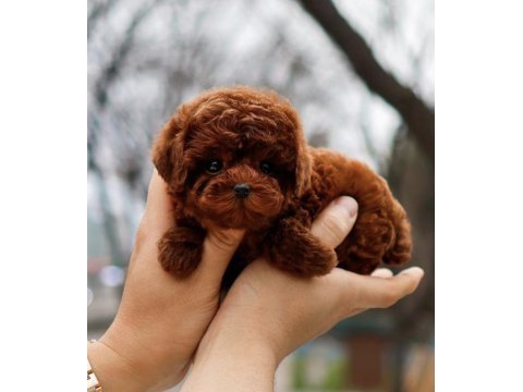 Muhteşem güüzellikte toy poodle köpeklerim