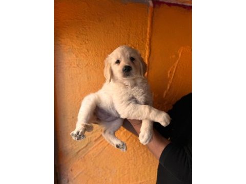 Mükemmel kalitede golden retriever bebekler için acele edin