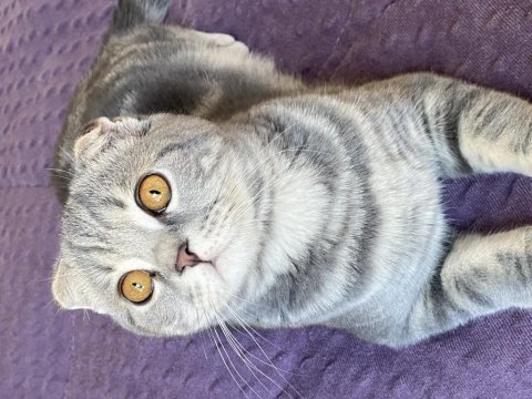 Güzel gözlü scottish fold kedimiz badem
