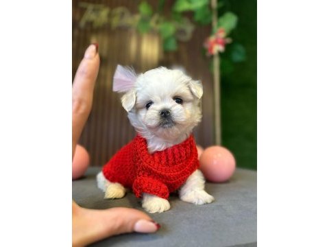 Çok güzel maltese bebekler