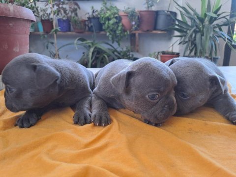 French bulldog blue