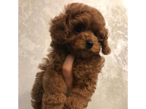Irk garantili toy poodle yavruları