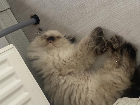 Exotic shorthair 3.5 aylık