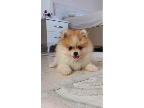 Pomeranian yavrular mavi gözlü nadir köpekler