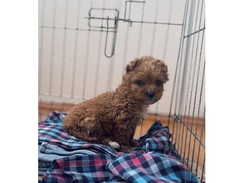 Yavru toy poodle acil verilecektir