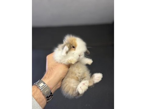 Safkan cüce mini lop ve hollanda lop tavşan gönderim var