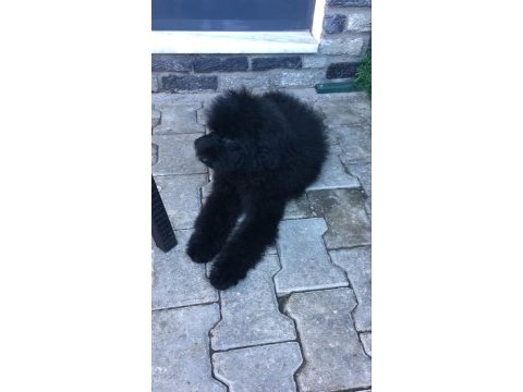 Standart 4 aylık dişi poodle