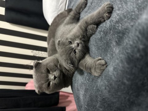 Scottish fold bebeğimiz