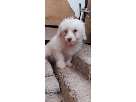 Terrier köpeği