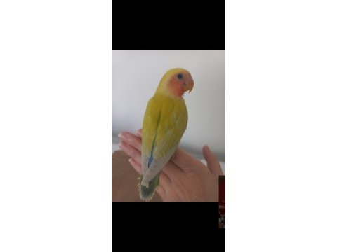 Ele alışık ısırmaz sevda papağanı yavrusu