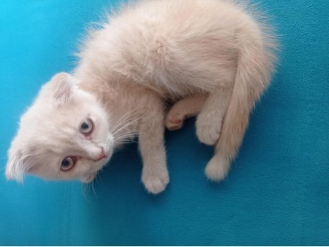 Yavru scottish fold sahiplendirme