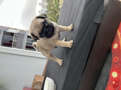 Pug mops gül kuyruk orjinal